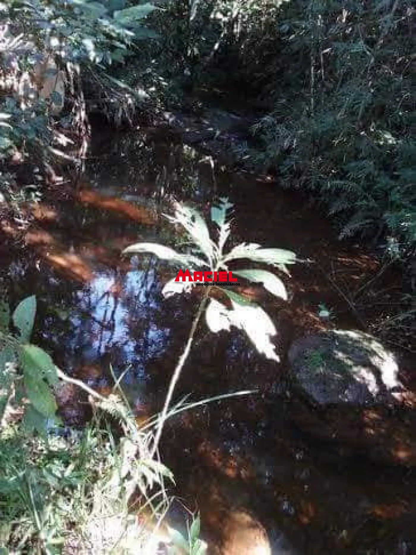 Comprar Rural / Sítio em Natividade da Serra R$ 470.000,00 - Foto 16