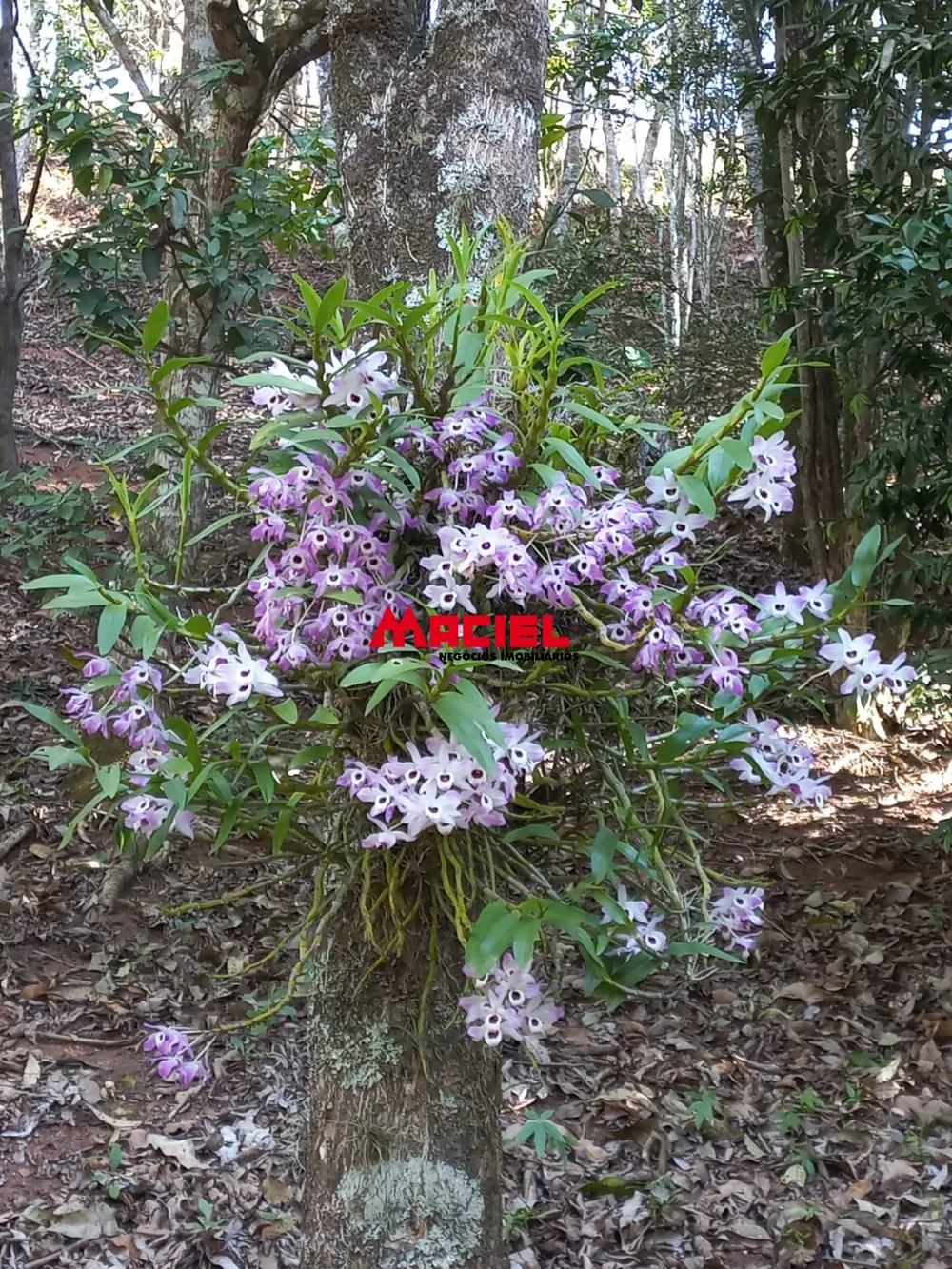 Comprar Rural / Sítio em Monteiro Lobato R$ 1.500.000,00 - Foto 15