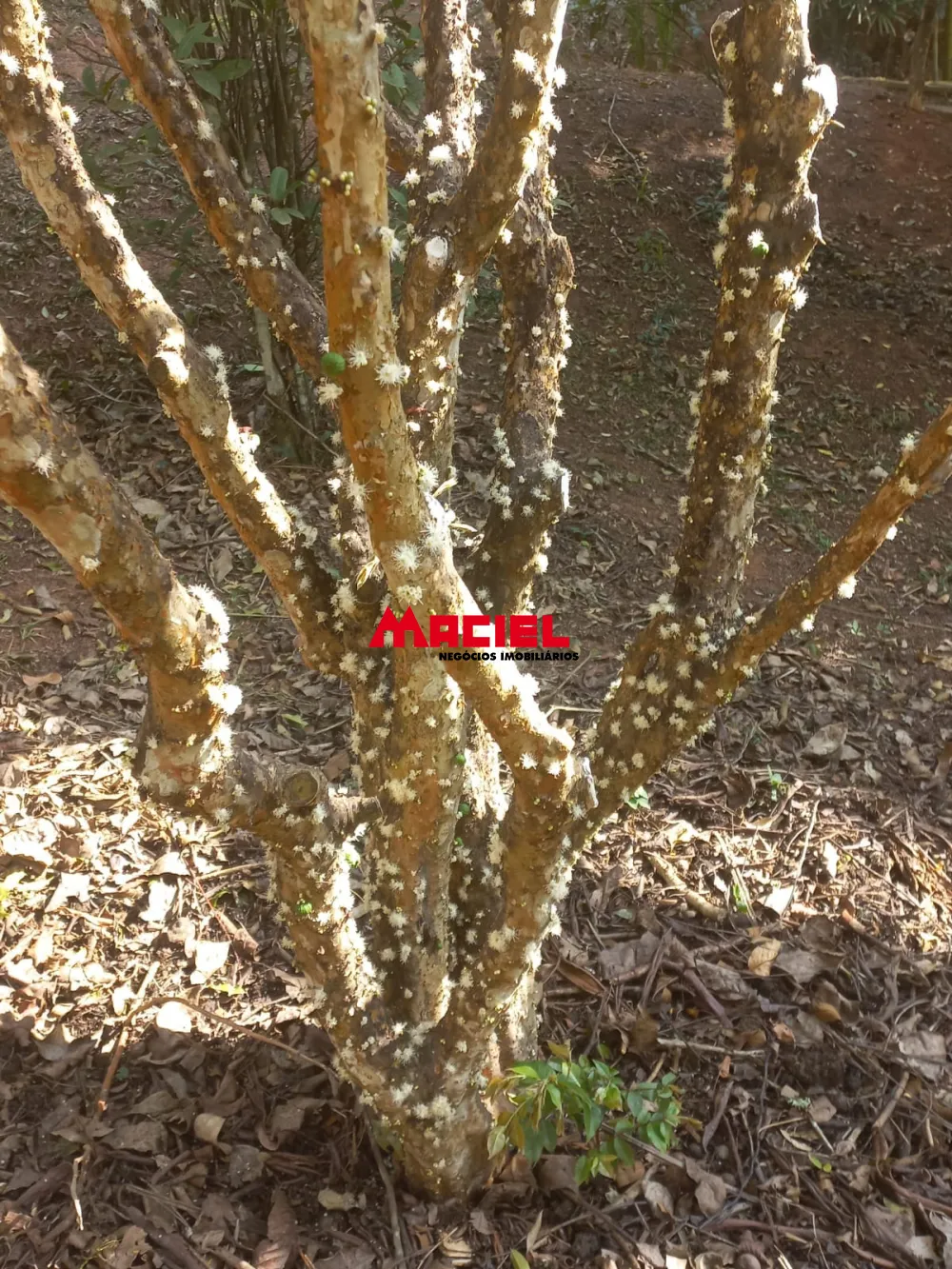 Comprar Rural / Sítio em Monteiro Lobato R$ 1.500.000,00 - Foto 16