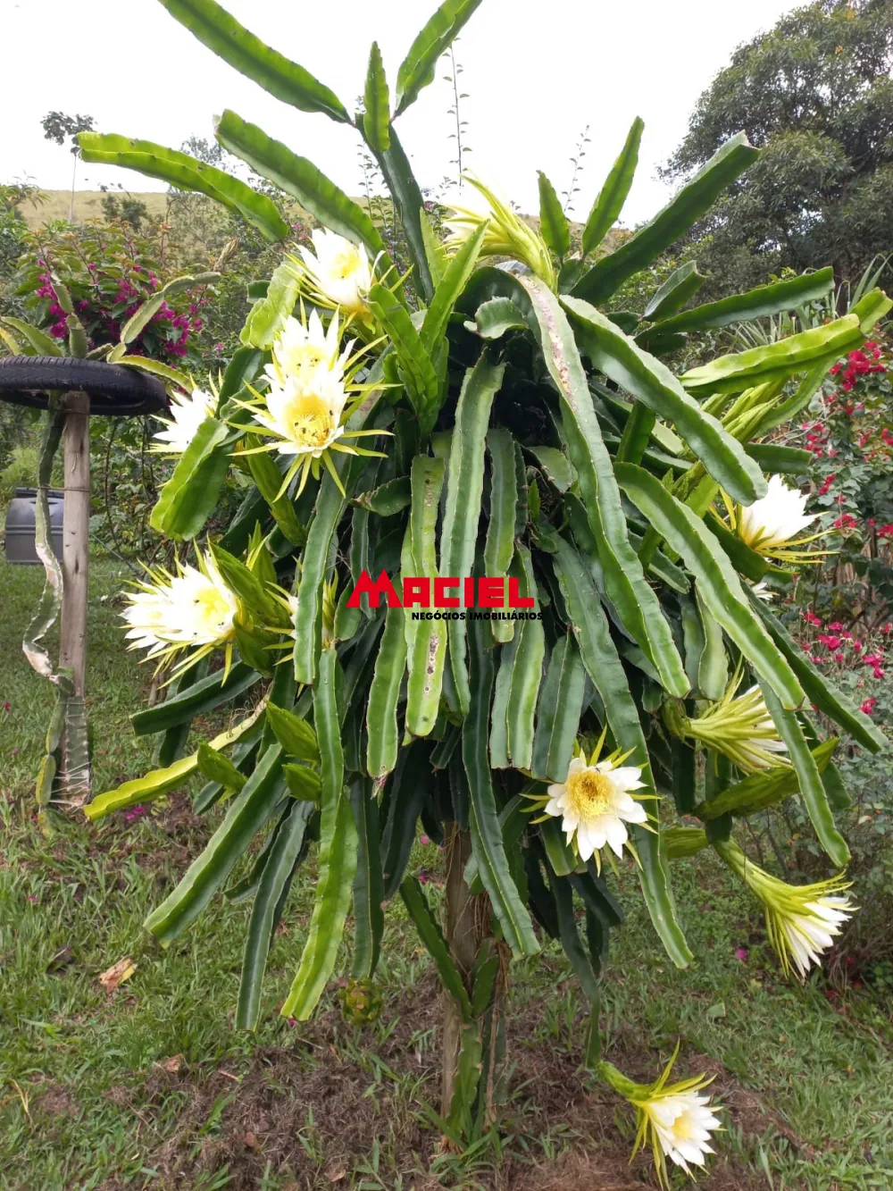 Comprar Rural / Sítio em Monteiro Lobato R$ 1.500.000,00 - Foto 30