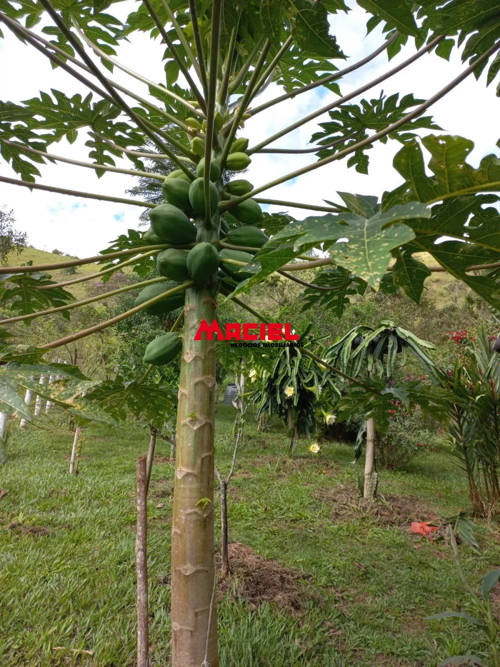 Comprar Rural / Sítio em Monteiro Lobato R$ 1.500.000,00 - Foto 33