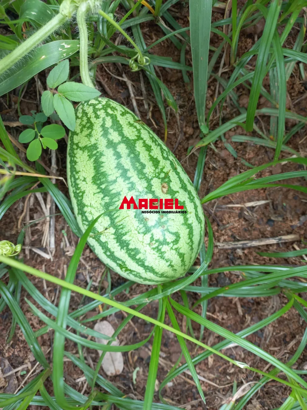 Comprar Rural / Sítio em Monteiro Lobato R$ 1.500.000,00 - Foto 40