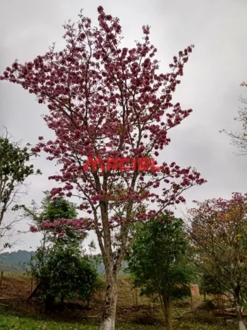 imagem 2 - LINDA CHÁCARA imagem 2 - LINDA CHÁCARA