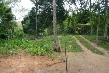 imagem 2 - Terreno perfeito para um sítio em Ilhabela imagem 2 - Terreno perfeito para um sítio em Ilhabela
