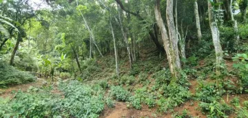 imagem 4 - Terreno perfeito para um sítio em Ilhabela imagem 4 - Terreno perfeito para um sítio em Ilhabela