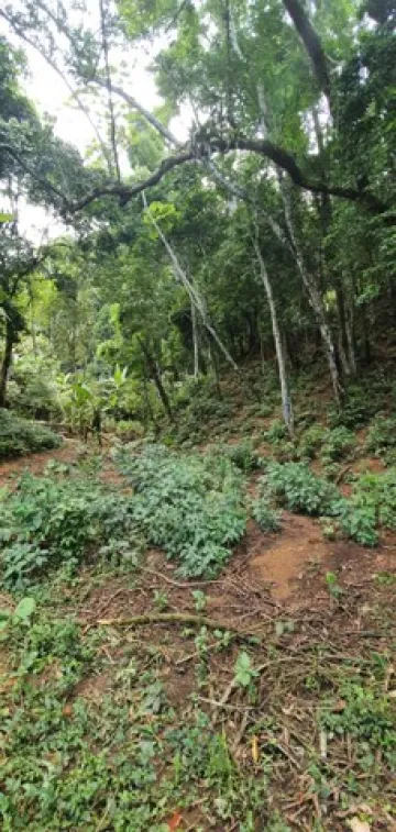 imagem 5 - Terreno perfeito para um sítio em Ilhabela imagem 5 - Terreno perfeito para um sítio em Ilhabela