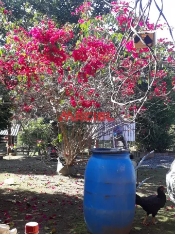 imagem 5 - CHÁCARA COM 3 CASAS , INTERNET, POMAR, PLANTAÇÃO imagem 5 - CHÁCARA COM 3 CASAS , INTERNET, POMAR, PLANTAÇÃO