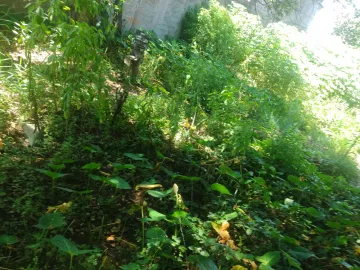imagem 4 - Comercial - Terreno imagem 4 - Comercial - Terreno