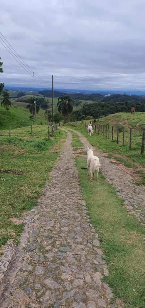 imagem 2 - Rural - Fazenda, Sítio e Chácara imagem 2 - Rural - Fazenda, Sítio e Chácara