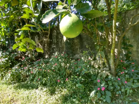 imagem 5 - Rural - Fazenda, Sítio e Chácara imagem 5 - Rural - Fazenda, Sítio e Chácara