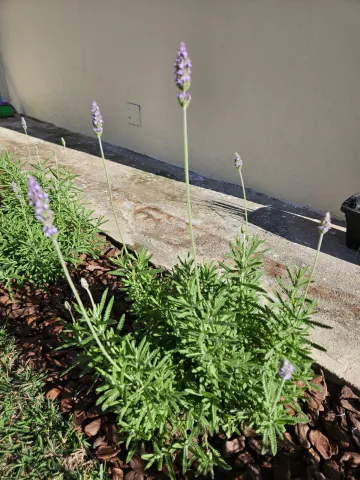 imagem 4 - Imperdível! Casa 3 Dormitórios Reformada em Parque Nova Esperança - 500 m² de Terreno imagem 4 - Imperdível! Casa 3 Dormitórios Reformada em Parque Nova Esperança - 500 m² de Terreno