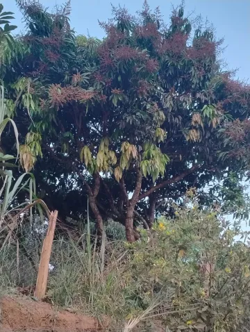 imagem 2 - LINDA CHACARA EM JAMBEIRO, SEU LOCAL DE DESCANSO imagem 2 - LINDA CHACARA EM JAMBEIRO, SEU LOCAL DE DESCANSO