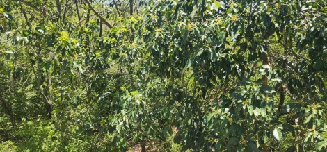imagem 1 - ÓTIMO INVESTIMENTO EM TERRENO NA ZONA LESTE imagem 1 - ÓTIMO INVESTIMENTO EM TERRENO NA ZONA LESTE