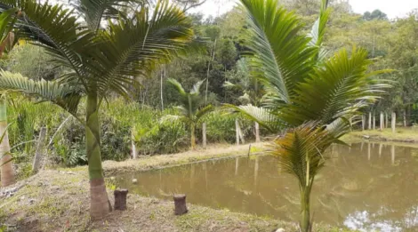 imagem 2 - Rural - Fazenda, Sítio e Chácara imagem 2 - Rural - Fazenda, Sítio e Chácara