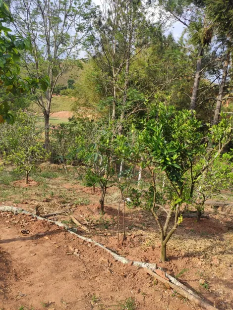 imagem 5 - Rural - Fazenda, Sítio e Chácara imagem 5 - Rural - Fazenda, Sítio e Chácara