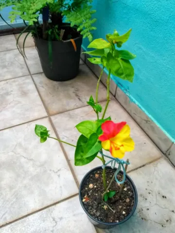 imagem 5 - Casa bem localizada 2 dormitorios aceita permulta por Chacara imagem 5 - Casa bem localizada 2 dormitorios aceita permulta por Chacara