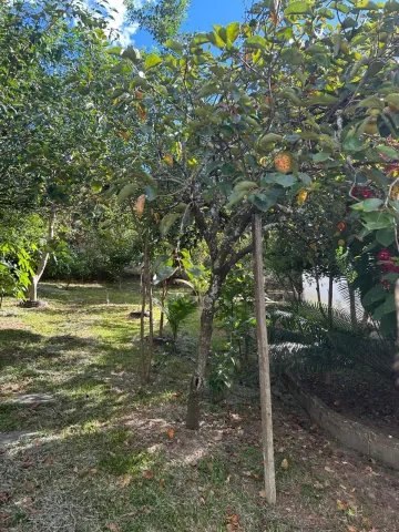 imagem 2 - Excelente Chácara na região leste com linhas de ônibus e comercio imagem 2 - Excelente Chácara na região leste com linhas de ônibus e comercio