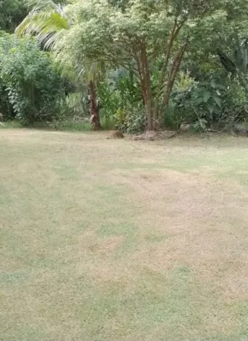 imagem 2 - Chácara 5mil metros para venda - com árvores frutíferas- Escriturada imagem 2 - Chácara 5mil metros para venda - com árvores frutíferas- Escriturada