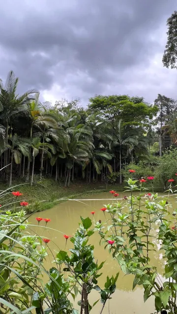 imagem 2 - LINDA CHÁCARA PARA VENDA COM LAGO DE PEIXES, POMAR, ASFALTO ATÉ A PORTA - ANALISA PERMUTA CASA ZONA SUL imagem 2 - LINDA CHÁCARA PARA VENDA COM LAGO DE PEIXES, POMAR, ASFALTO ATÉ A PORTA - ANALISA PERMUTA CASA ZONA SUL