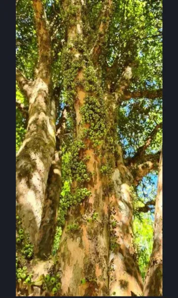 imagem 1 - Venha morar em uma excelente Chacara em Monteiro Lobato imagem 1 - Venha morar em uma excelente Chacara em Monteiro Lobato
