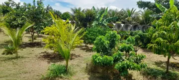 imagem 5 - Excelente área plana próximo a área militar e comercio - varias árvores frutíferas produzindo imagem 5 - Excelente área plana próximo a área militar e comercio - varias árvores frutíferas produzindo